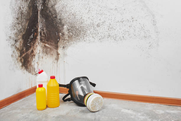 Best Health and Safety Mold Remediation in Christopher, IL