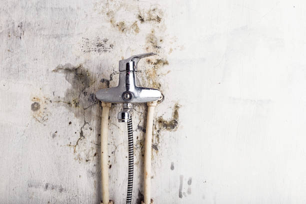 Best Emergency Mold Remediation in Christopher, IL