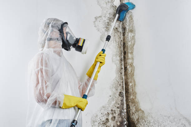Best Preventive Mold Services in Christopher, IL