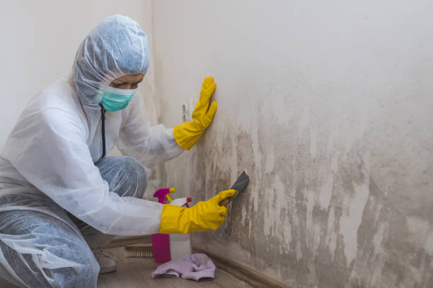 Best Post-Remediation Services in Christopher, IL