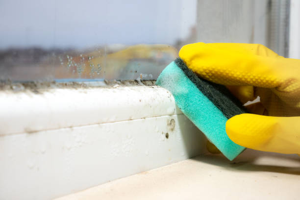 Best DIY Mold Remediation Support Services in Christopher, IL