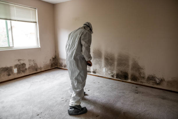 Best Industrial Mold Remediation in Christopher, IL